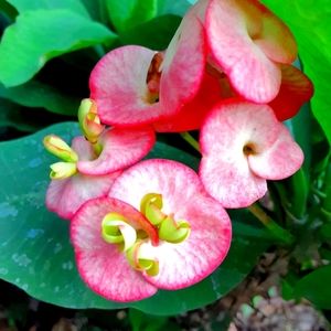 Pink blooming corona de Cristo plant kit!!!   You won't stop starring at it!